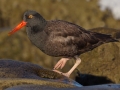 Black Oystercatcher