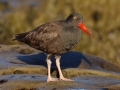 Black Oystercatcher