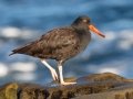 Black Oystercatcher