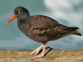 Black Oystercatcher