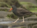 Black Oystercatcher