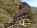 Black Oystercatcher