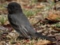 Black Phoebe