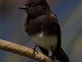 Black Phoebe