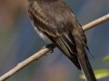 Black Phoebe