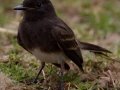 Black Phoebe