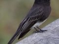 Black Phoebe