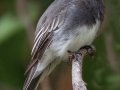 Black Phoebe