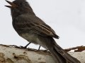 Black Phoebe
