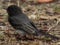 Black Phoebe