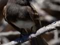 Black Phoebe