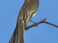 Black Phoebe