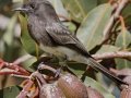 Black Phoebe