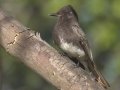 Black Phoebe
