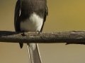 Black Phoebe