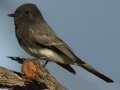 Black Phoebe