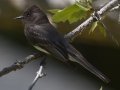 Black Phoebe