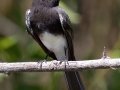 Black Phoebe