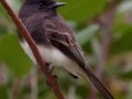 Black Phoebe