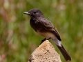Black Phoebe