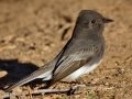 Black Phoebe