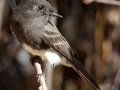 Black Phoebe