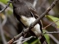 Black Phoebe