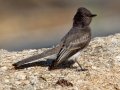 Black Phoebe