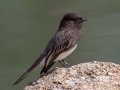 Black Phoebe