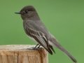 Black Phoebe