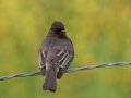Black Phoebe
