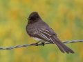 Black Phoebe