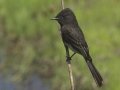 Black Phoebe