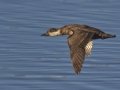 Black Scoter - female