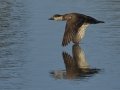 Black Scoter - female