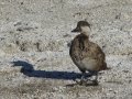 Black Scoter - female