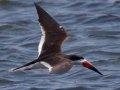 Black Skimmer