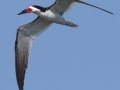 Black Skimmer
