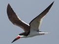 Black Skimmer