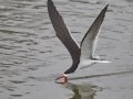 Black Skimmer