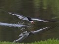 Black Skimmer