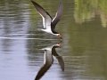 Black Skimmer