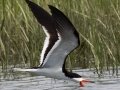 Black Skimmer