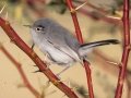 Black-tailed Gnatcatcher