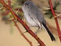 Black-tailed Gnatcatcher