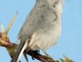 Black-tailed Gnatcatcher