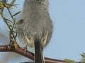 Black-tailed Gnatcatcher