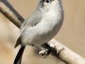 Black-tailed Gnatcatcher