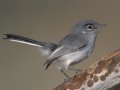 Black-tailed Gnatcatcher
