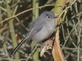 Black-tailed Gnatcatcher